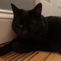 A black cat with yellow eyes lays on the floor.